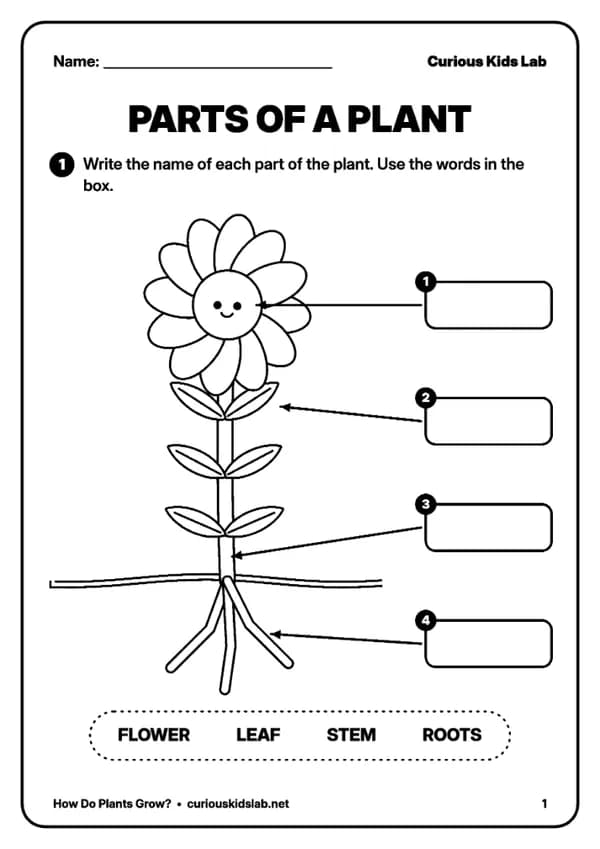 Page 2 des fiches « Fiches d'exercices : comment poussent les plantes »